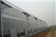 连栋单层薄膜温室