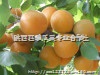 供应2016陕西金太阳杏价格，金太阳杏批发基地