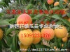 供应2016陕西金太阳杏价格，金太阳杏批发基地