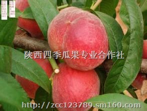 陕西温室油桃价格/油桃批发基地/大棚桃订购价格