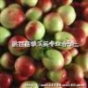 陕西温室油桃价格/油桃批发基地/大棚桃订购价格