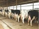 奶牛/高产奶牛/荷斯坦奶牛/奶牛养殖技术/奶牛场