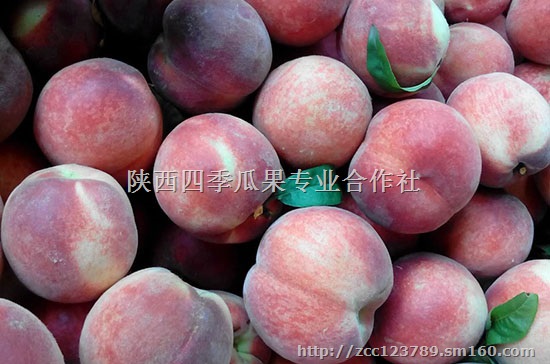 陕西毛桃价格行情，毛桃产地，优质晚熟毛桃价格