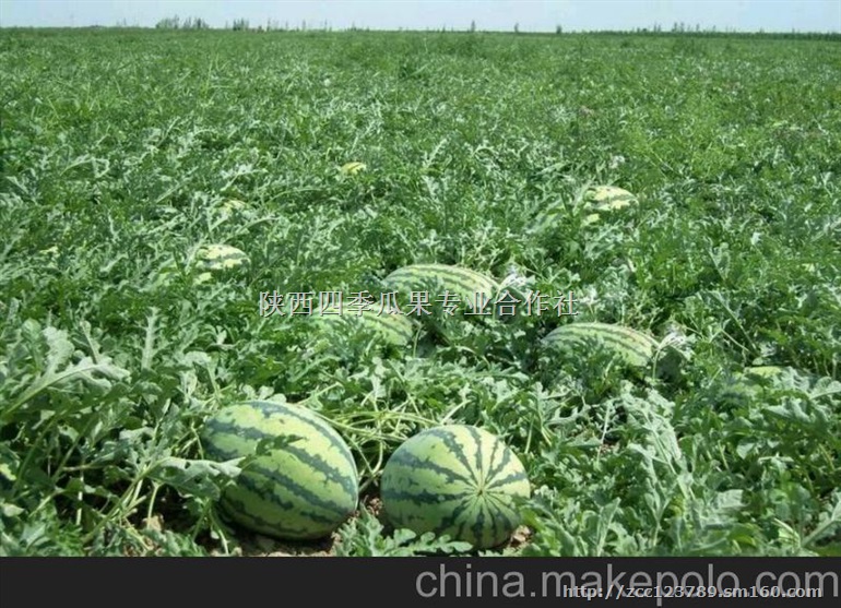 陕西西瓜价格/大荔西瓜基地/西瓜批发