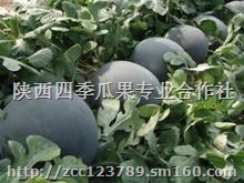 陕西西瓜价格/大荔西瓜基地/西瓜批发