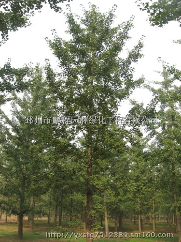 20公分银杏树价格