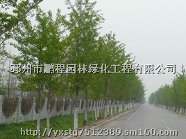 20公分银杏树价格