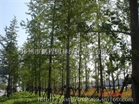 20公分银杏树价格