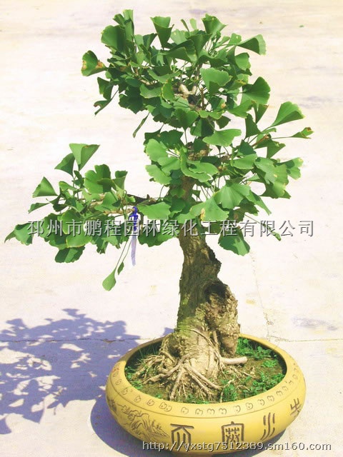 银杏盆景