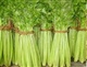 山东芹菜批发 芹菜价格