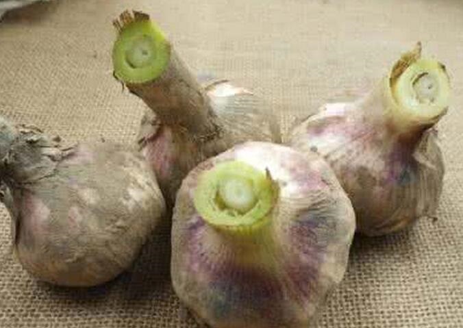 大蒜种子北京金辉颗源大蒜种子厂家大蒜种子批发