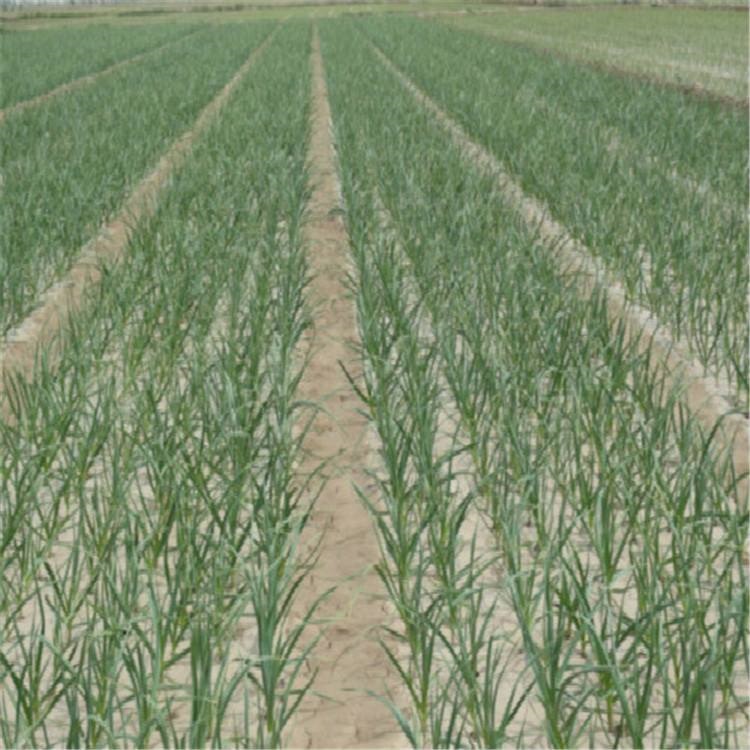 大蒜种子北京金辉颗源大蒜种子厂家大蒜种子批发