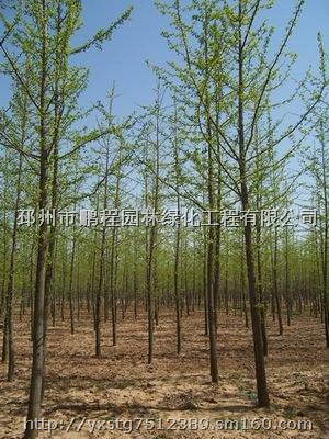 银杏”银杏树，银杏树价格