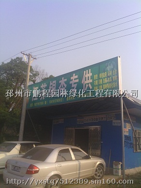 银杏”银杏树，银杏树价格