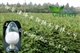 白藜芦醇98 厂家供应
