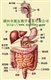 人体消化系统解剖标本