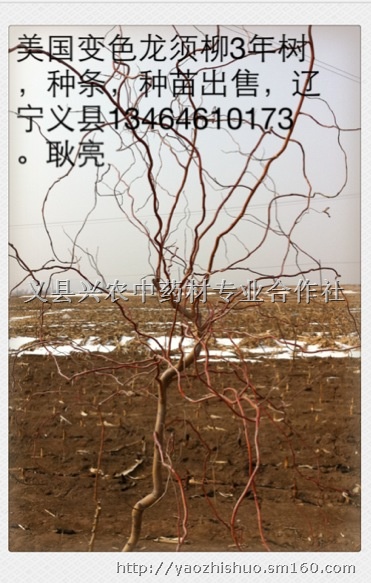 彩色景观珍稀树种-美国变色龙须柳