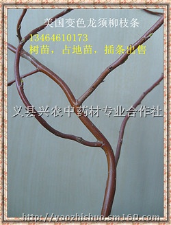 彩色景观珍稀树种-美国变色龙须柳