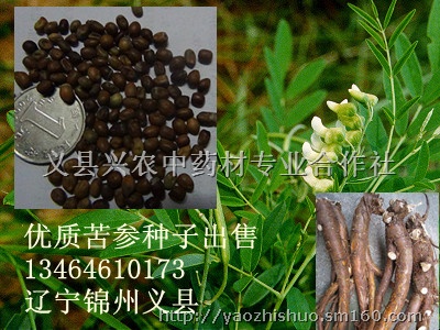 好种易管林下间种药材苦参种子出售