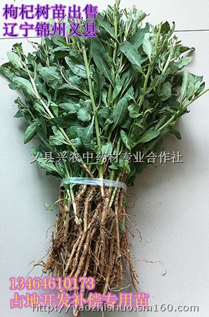 高补偿占地用苗木-枸杞苗供应