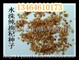 高补偿占地用苗木-枸杞苗供应