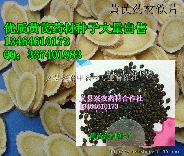高产药材黄芪铁芪种子出售