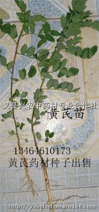 高产药材黄芪铁芪种子出售