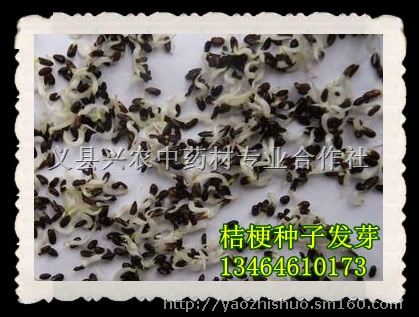 药食双用高产药材桔梗种子出售