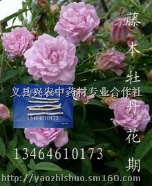 缠枝牡丹--藤本牡丹花种根大量供应
