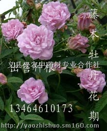 缠枝牡丹--藤本牡丹花种根大量供应