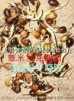 高产药食双用植物薏米种子出售