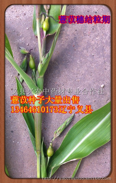 高产药食双用植物薏米种子出售