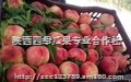 陕西毛桃价格2杠毛桃基地批发套袋晚熟毛桃基地