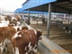 肉牛收购价格