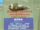 塑化标本-图为黑双锯鱼塑化标本