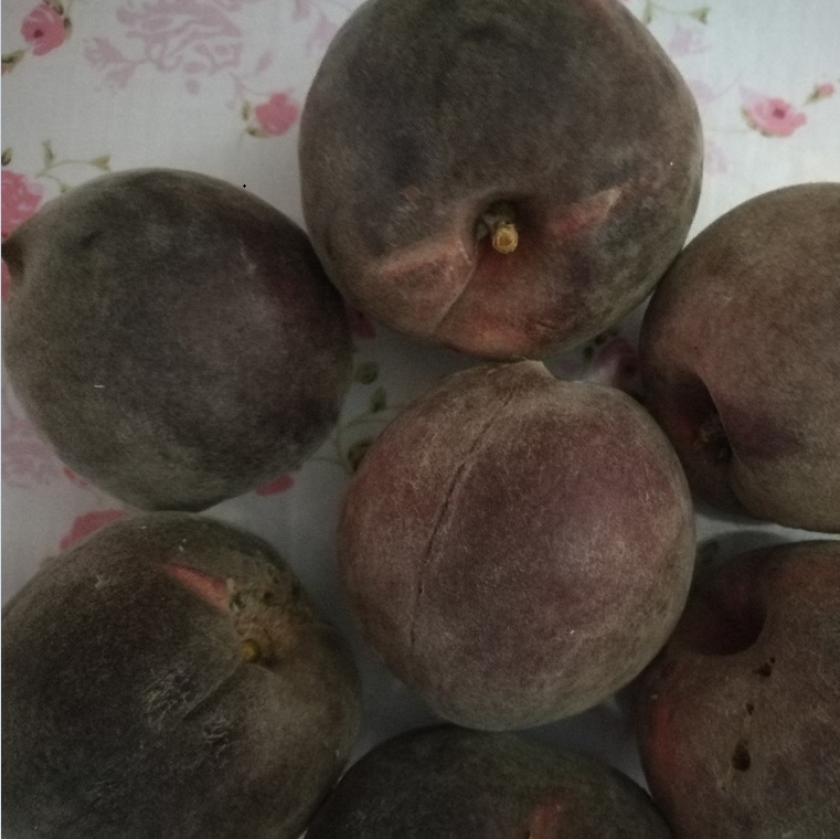 新品种桃树苗 黑桃苗 黑桃甜品种介绍
