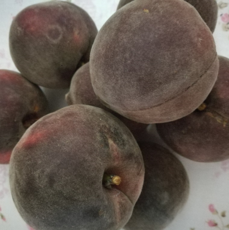 新品种果树 黑桃苗 黑桃种植技术