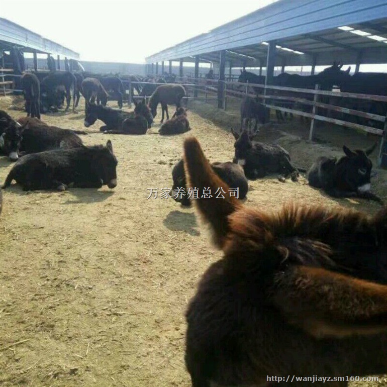 肉驴养殖育肥肉驴驴驹小驴苗价格