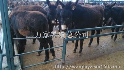 肉驴养殖育肥肉驴驴驹小驴苗价格