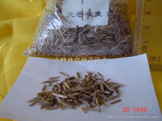 禾本科牧草种子