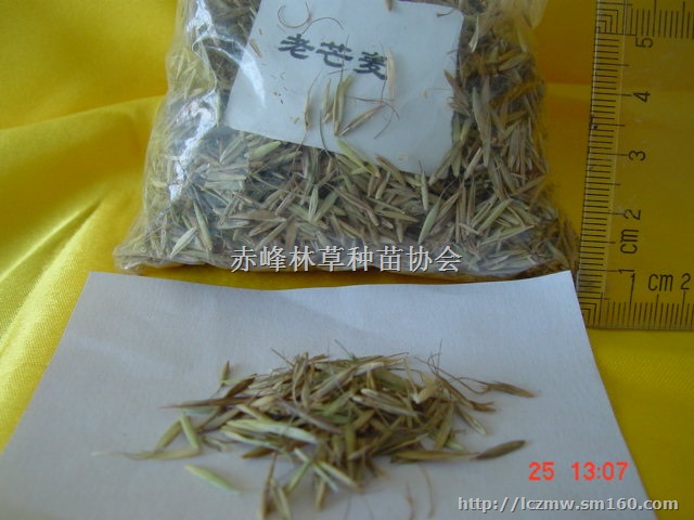 禾本科牧草种子
