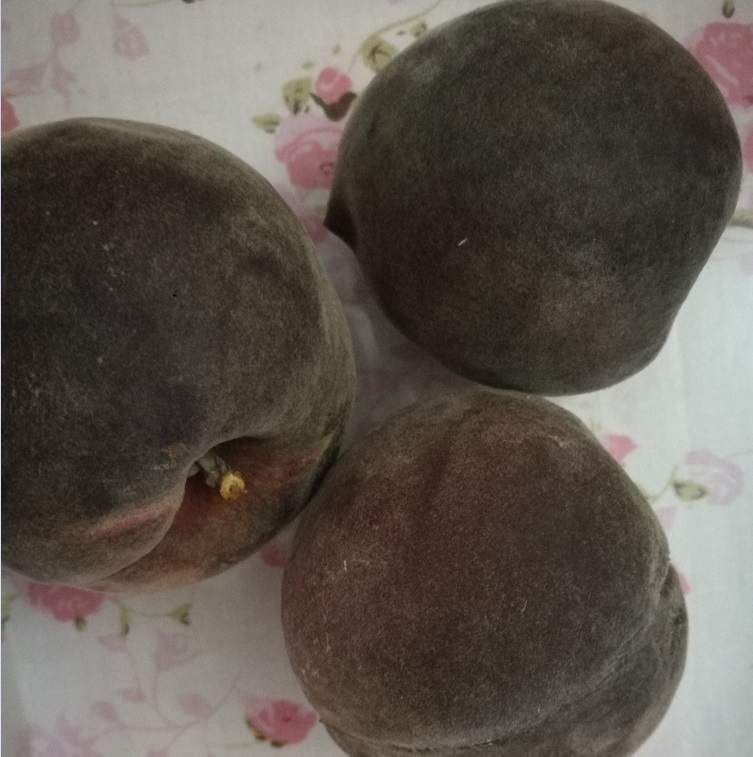 紫桃 紫桃苗 山东紫桃树苗价格