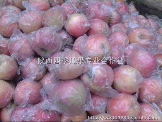 陕西红富士苹果产地价格/冷库纸袋膜袋红富士基地行情