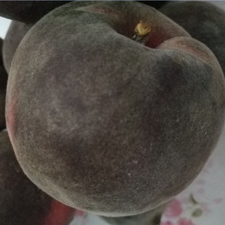 黑桃树苗什么品种好 新品种桃苗 黑桃树苗价格