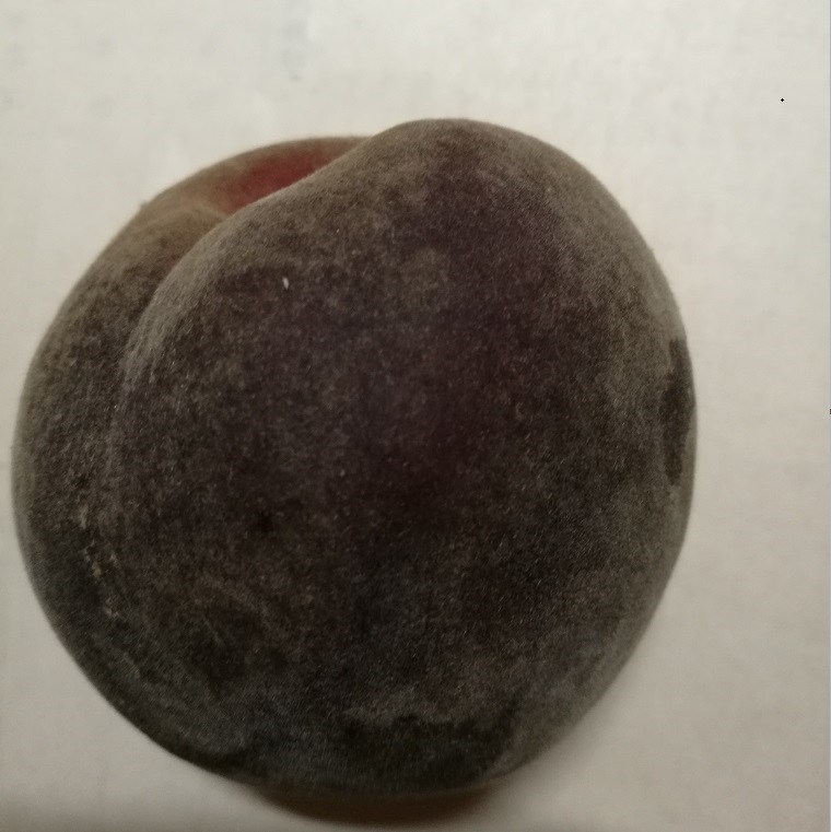 黑桃树苗什么品种好 新品种桃苗 黑桃树苗价格