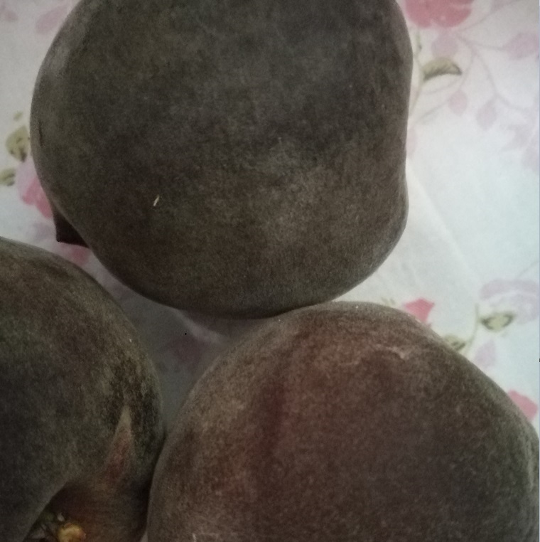 黑桃树苗什么品种好 新品种桃苗 黑桃树苗价格