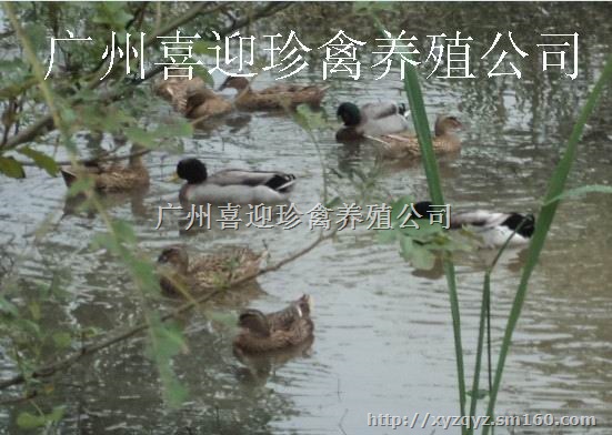 广元绿头野鸭种苗批发价格、遂宁绿头野鸭种苗批发价格