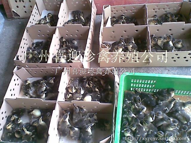 广元绿头野鸭种苗批发价格、遂宁绿头野鸭种苗批发价格