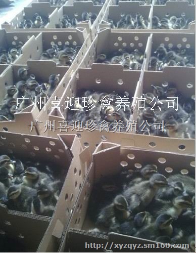 福建福州绿头野鸭种苗批发价格、厦门绿头野鸭种苗