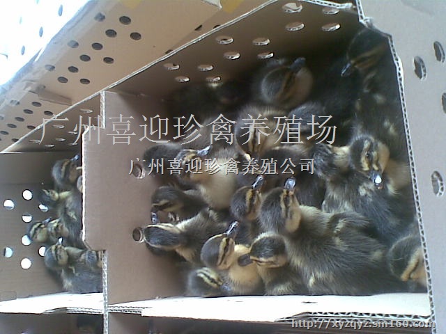 重庆万州区绿头野鸭种苗批发价格、涪陵区绿头野鸭